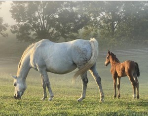 Cloverlone broodmare