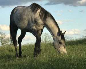 Broodmare at pasture reference photo 24 x 30