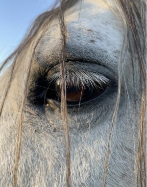 Horse eye reference