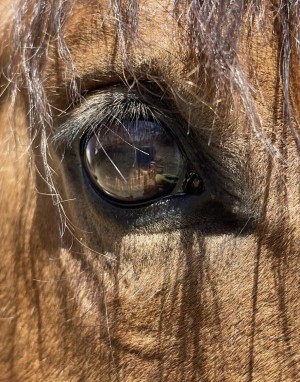 Horse eye reference