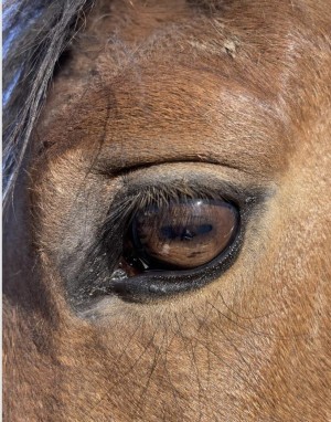 Horse eye reference