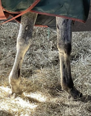 Horse front leg reference