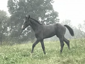 Warmblood jumper colt photo reference