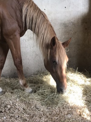 Warmblood jumper mare photo reference