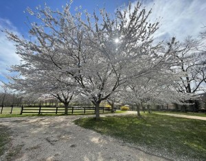 Yoshino cherry tree reference