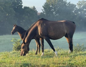 Cloverlone broodmare