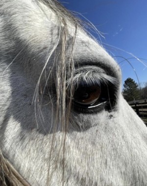 Eye study reference photo of a horse