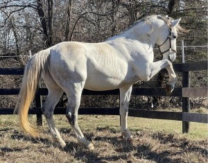 Stallion gesture reference photo