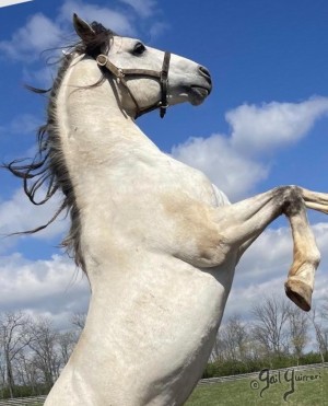 Grey Horse Composition, Holsteiner stallion R-Flash