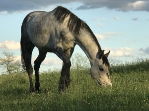 Mare in pasture reference photo