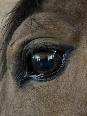 Stallion eye reference photo