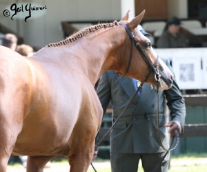 Upperville Hunter Breeding copyright Gail Guirreri-Maslyk